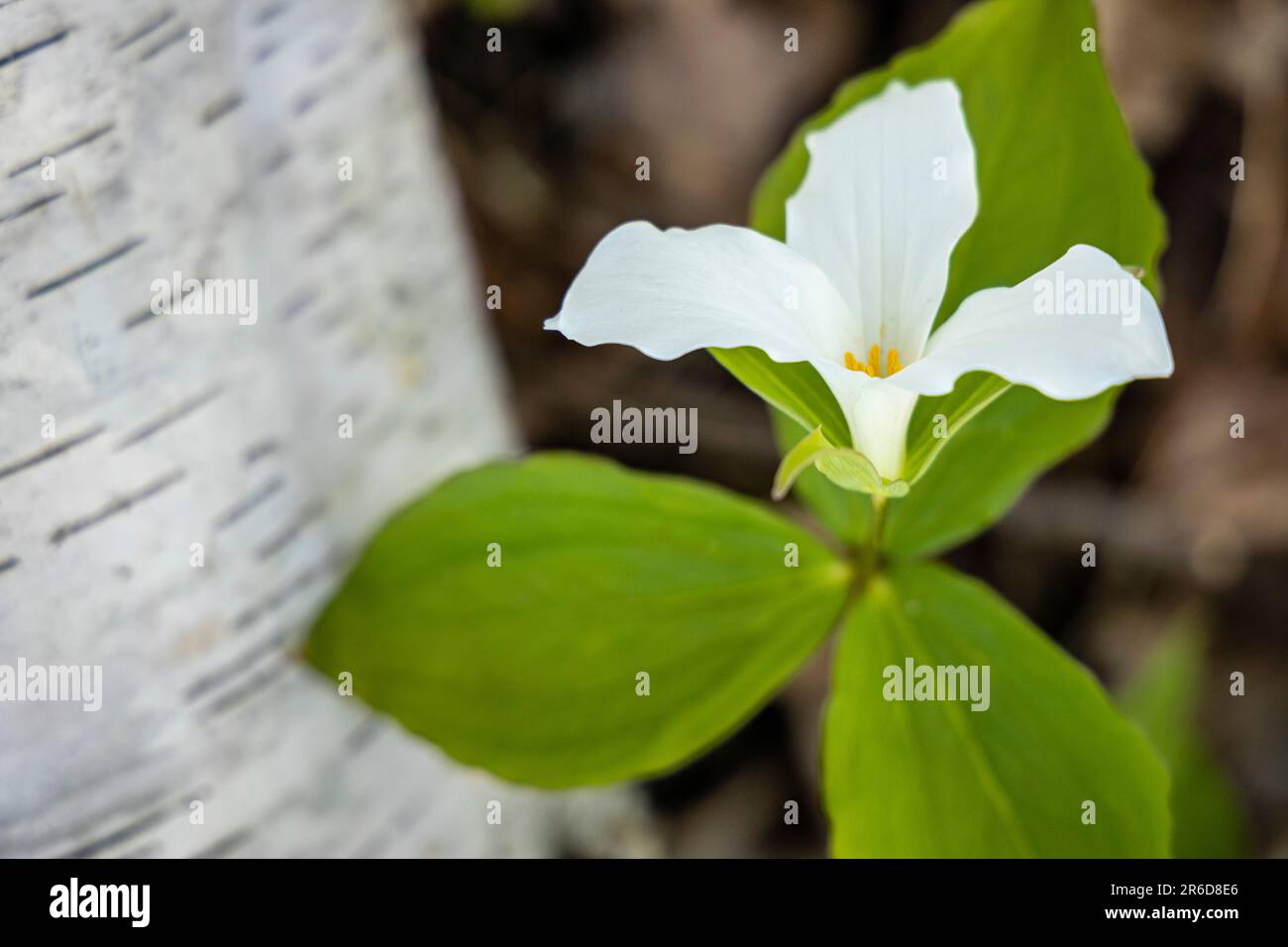 Le trillium blanc (Trillium grandiflorum) est la fleur officielle et l'emblème de la province canadienne de l'Ontario Banque D'Images