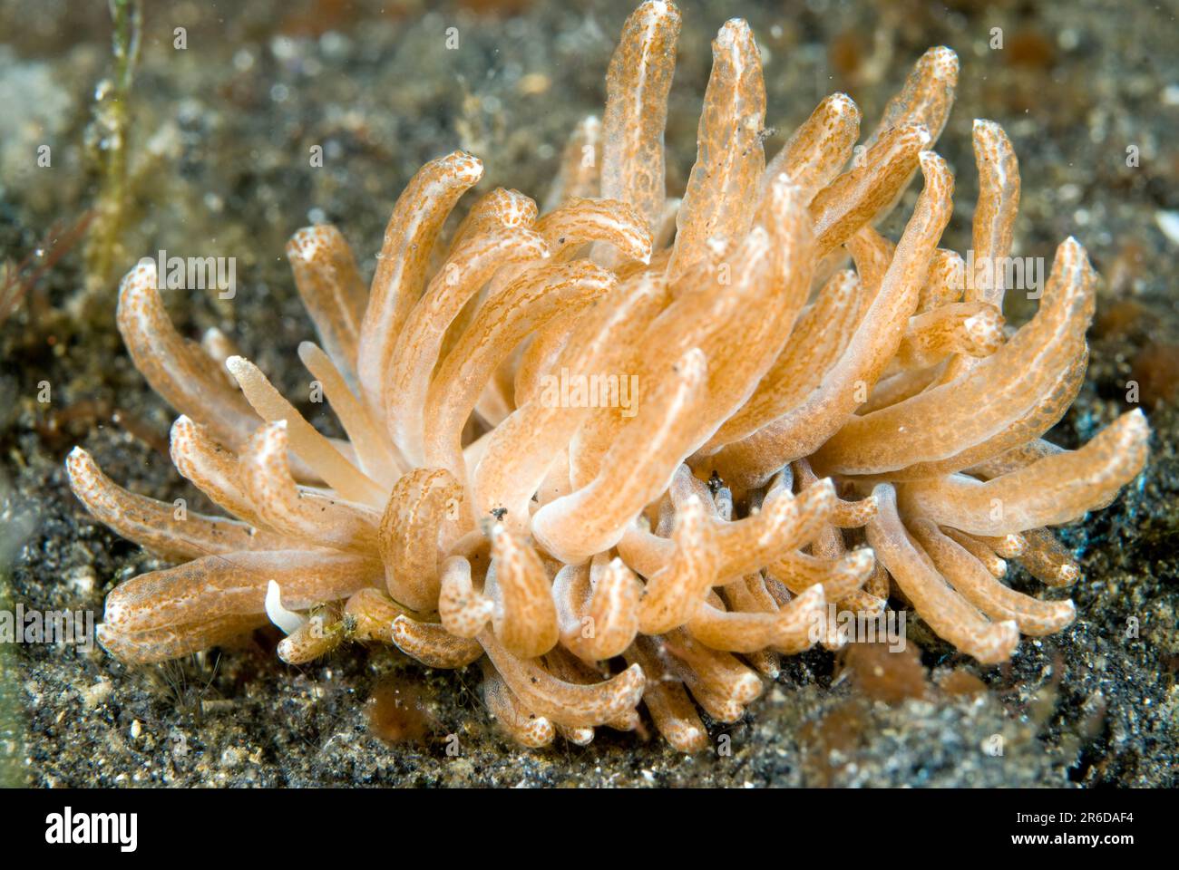 Long cirri Phyllodesmium Nudibrante, Phyllodesmium longicirrum, avec cerata avec canaux digestifs de la glande reliés aux zooxanthellae, site de plongée de balle, Banque D'Images