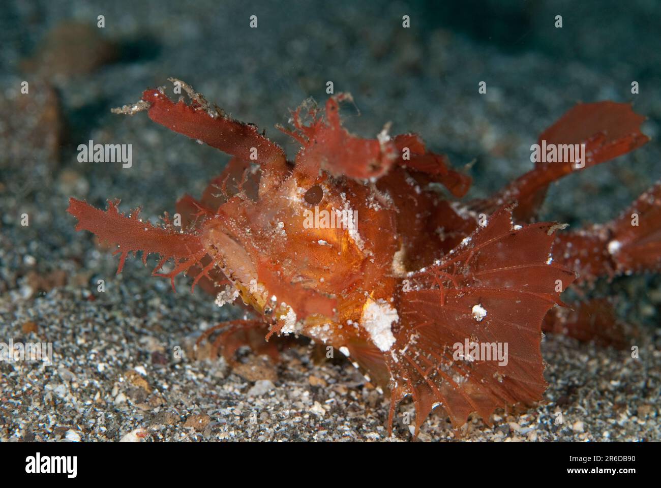 Amon Scorpionfish, Pteroidichthys amboinensis, site de plongée Pantai Parigi, île de Lembeh, Sulawesi, Indonésie Banque D'Images