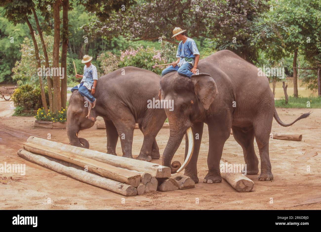 Le National Elephant Institute, à Lampang en Thaïlande, a été fondé à l'origine comme le Thai Elephant conservation Centre en 1993. Banque D'Images