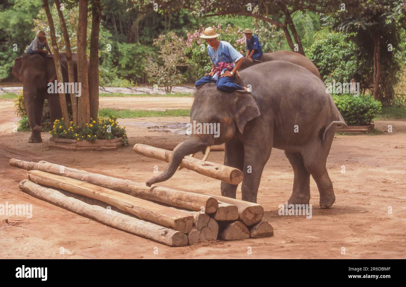 Le National Elephant Institute, à Lampang en Thaïlande, a été fondé à l'origine comme le Thai Elephant conservation Centre en 1993. Banque D'Images