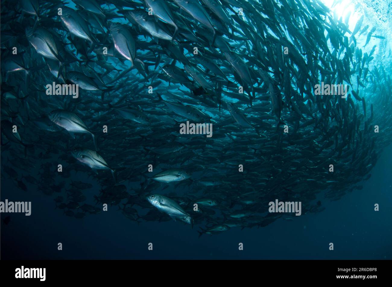 École Bigeye Trevally, Caranx sexfasciatus, site de plongée Liberty Wreck, Tulamben, Bali, Indonésie Banque D'Images