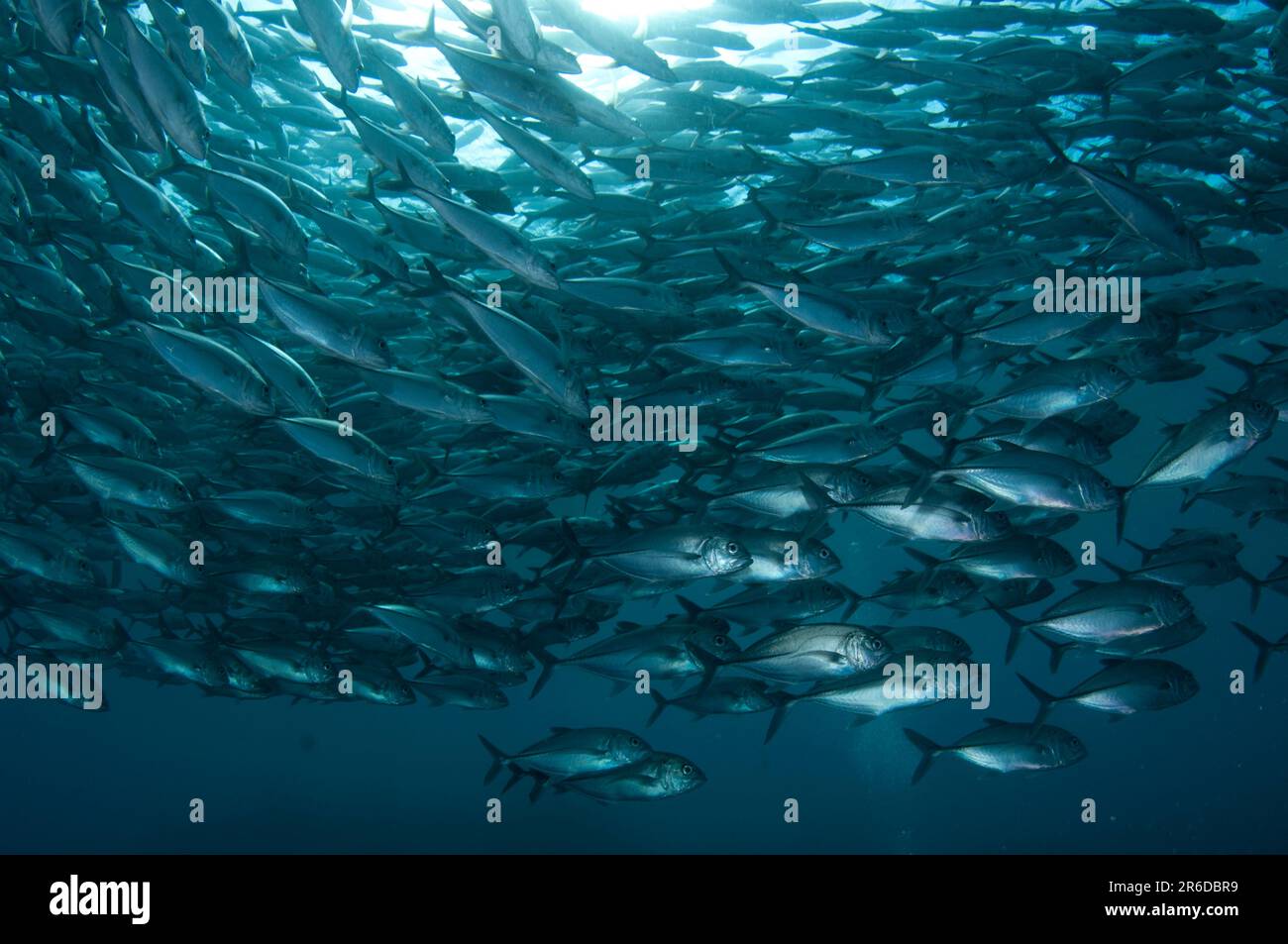 École Bigeye Trevally, Caranx sexfasciatus, site de plongée Liberty Wreck, Tulamben, Bali, Indonésie Banque D'Images