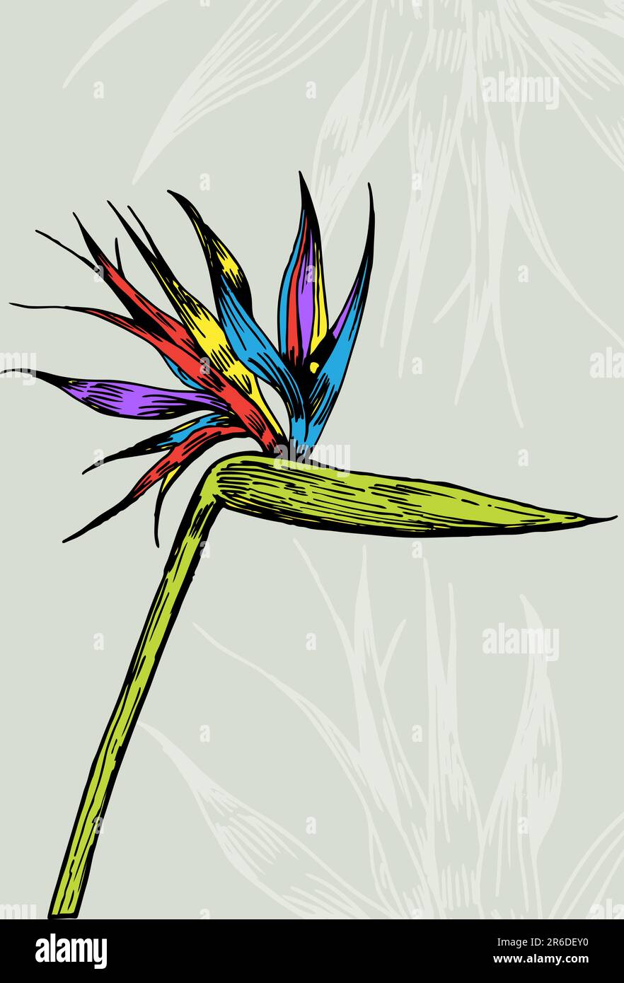 Image de dessin animé d'un oiseau de fleur de paradis. Illustration de Vecteur