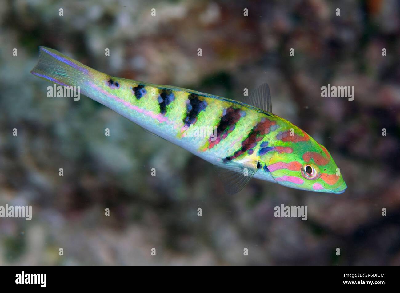 Sixbar Wrasse, Thalassoma hardwicke, site de plongée du récif d'Uhak, village d'Uhak, île de Wetar, près d'Alor, Indonésie Banque D'Images