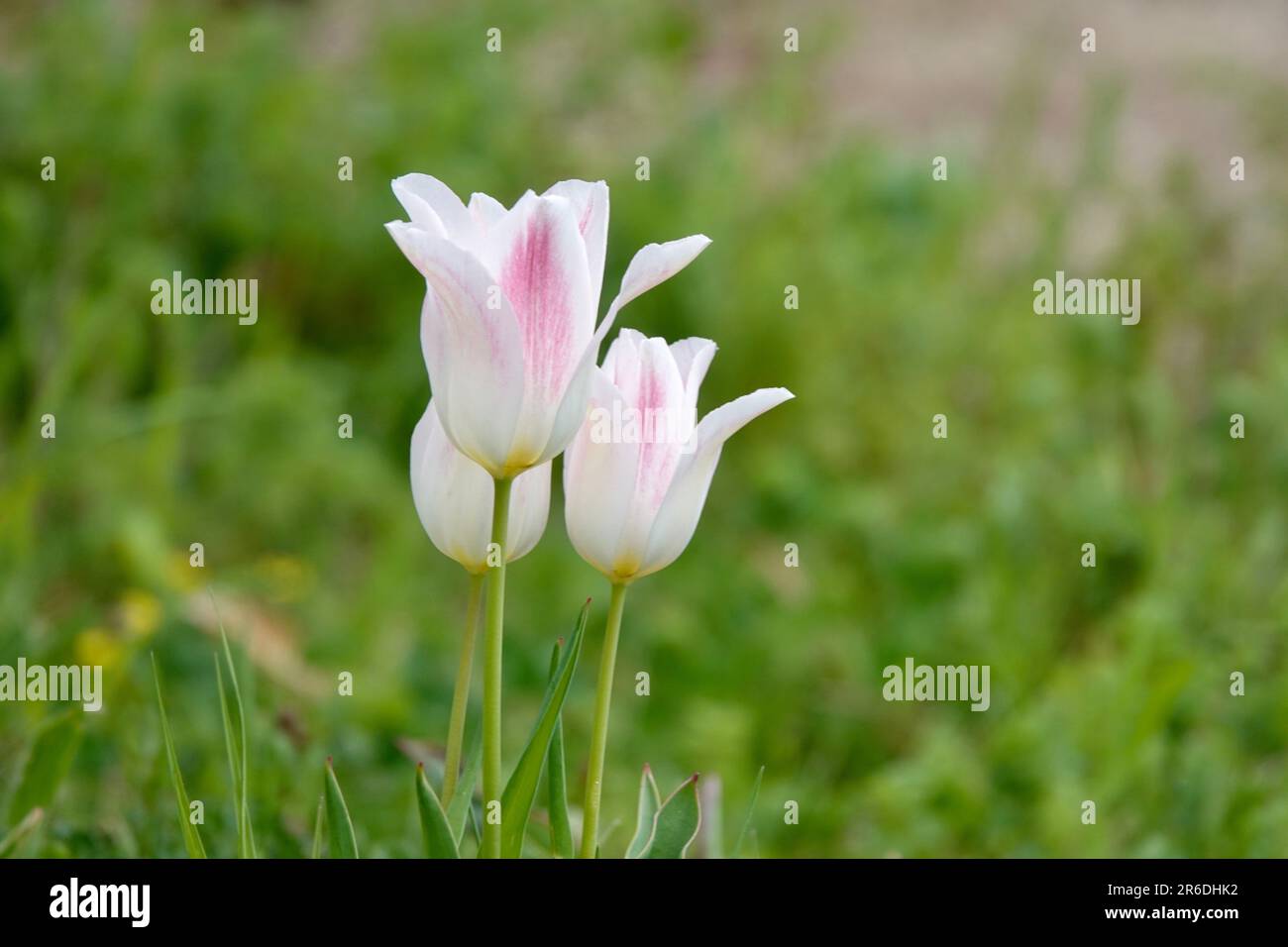 Détail de fleurs de tulipe blanches et roses décentes de sur un fond vert. Concept de printemps et de jardinage. Banque D'Images