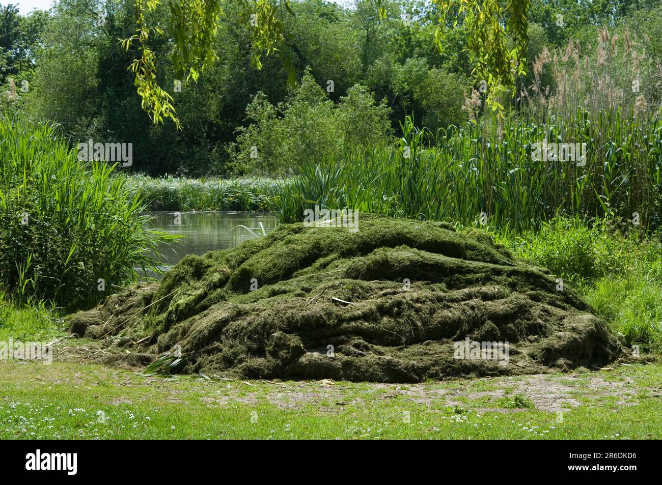 Contrôle des Weed aquatiques Banque D'Images