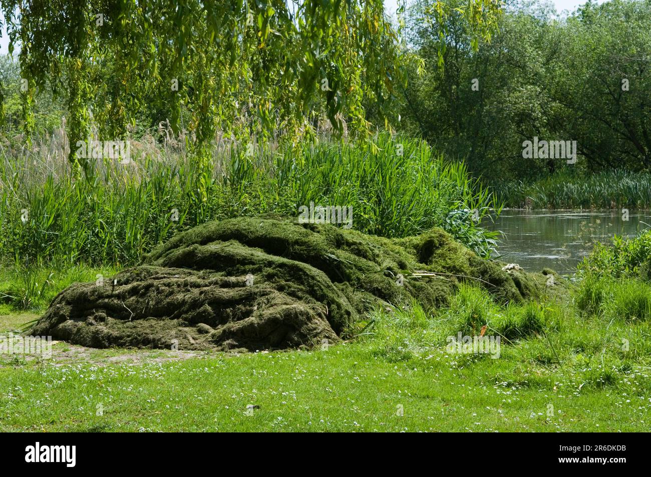 Contrôle des Weed aquatiques Banque D'Images