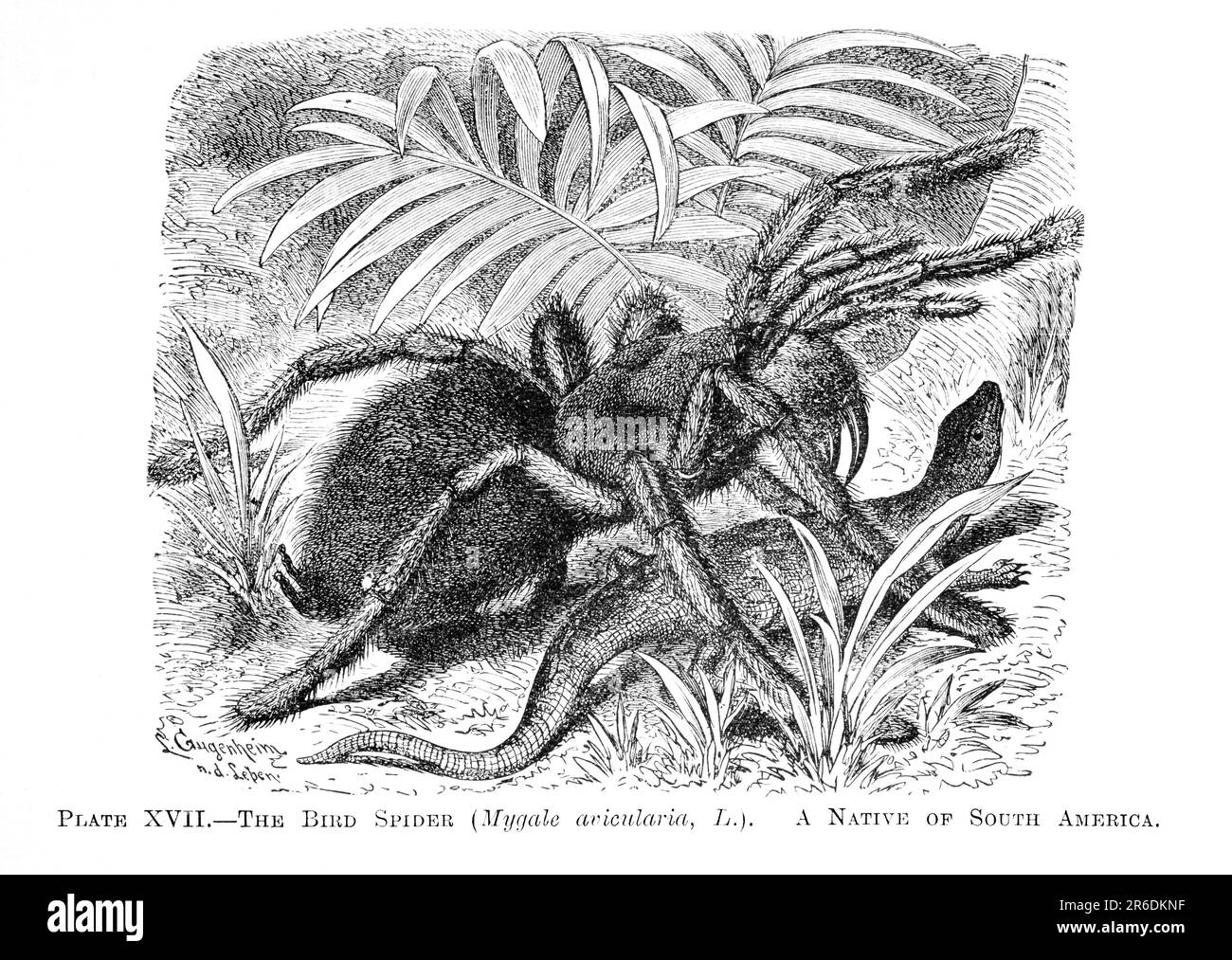'L'araignée d'oiseau' 1896 Banque D'Images