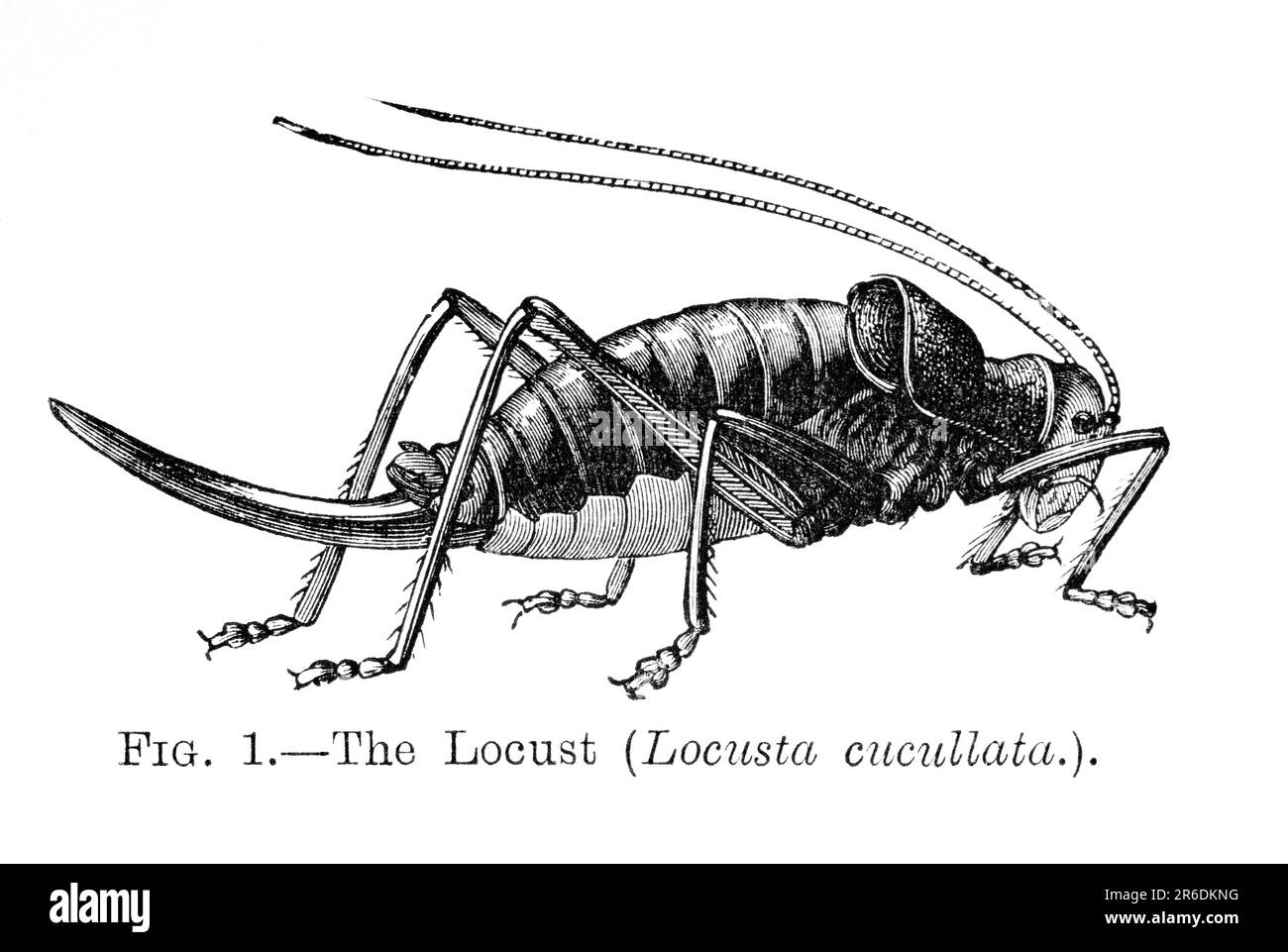 'Le Locust' 1896 Banque D'Images
