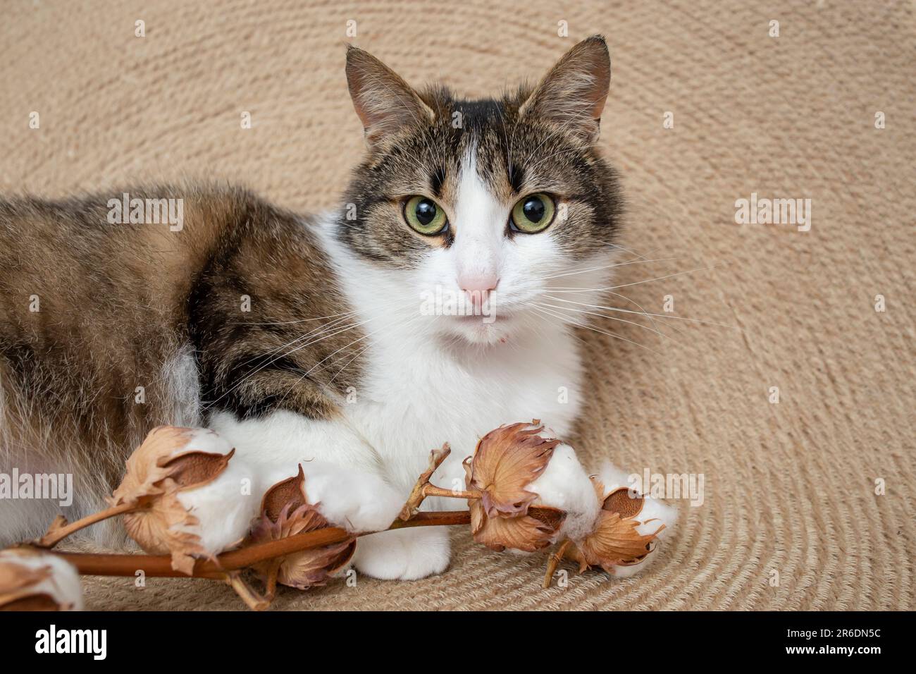 Chat mignon, regardant l'appareil photo, à côté des fleurs de coton, sur un tapis de corde de jute, portrait d'animal. Banque D'Images