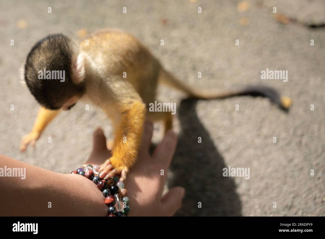 Singe écureuil joueur à Ishigaki Island Okinawa, Japon. Banque D'Images