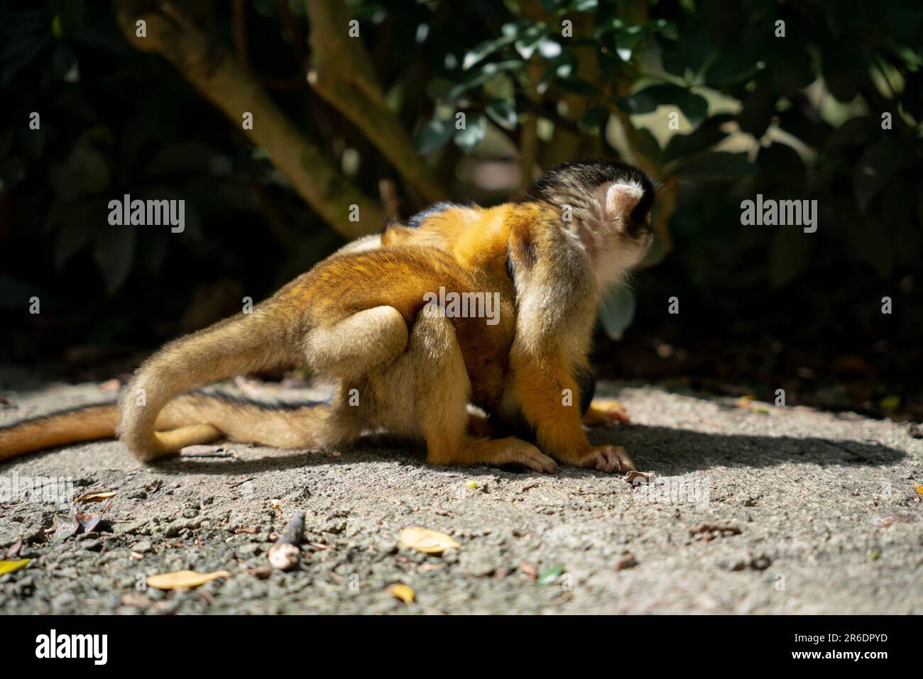 Singe écureuil joueur à Ishigaki Island Okinawa, Japon. Banque D'Images