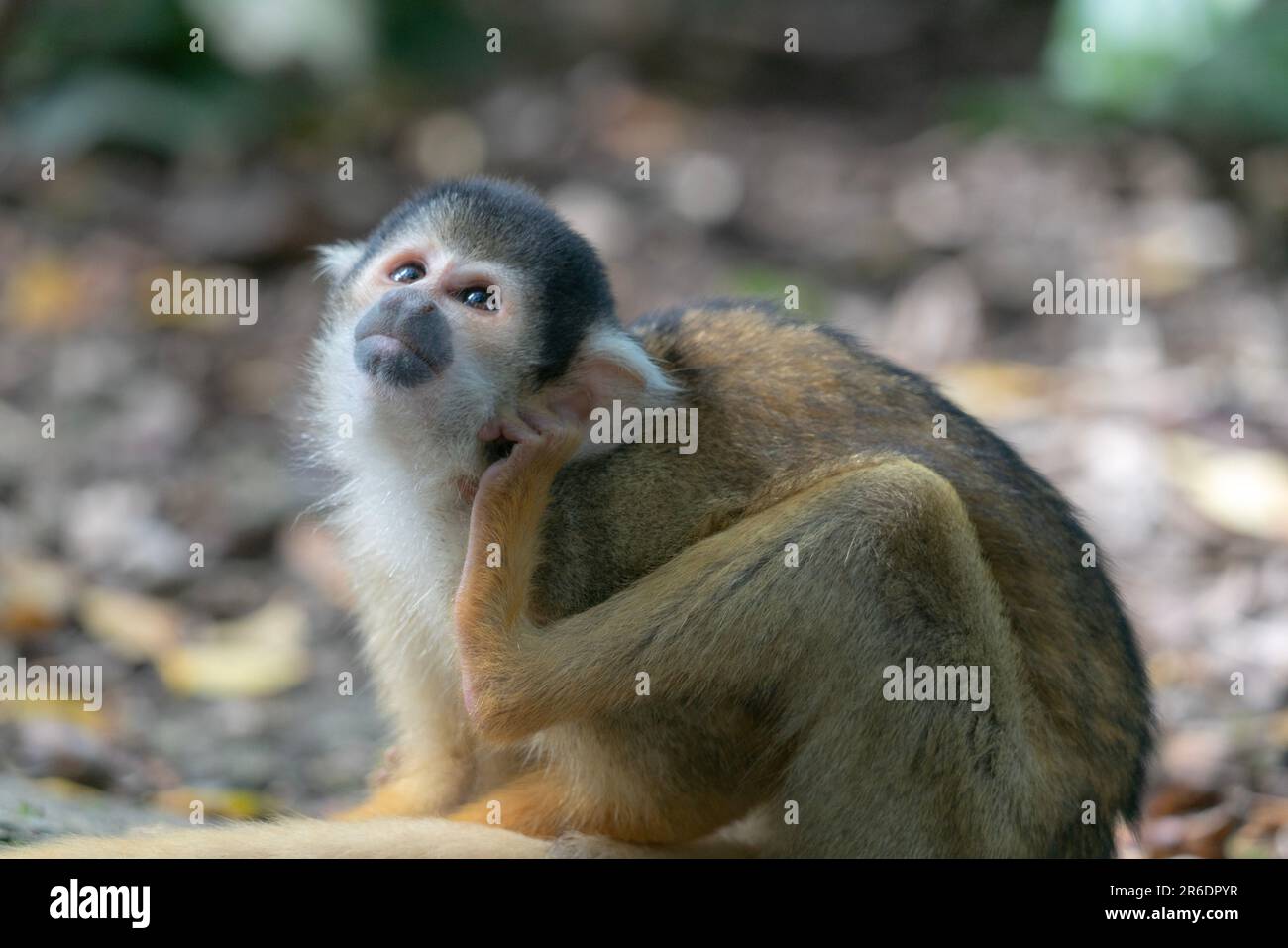 Singe écureuil joueur à Ishigaki Island Okinawa, Japon. Banque D'Images