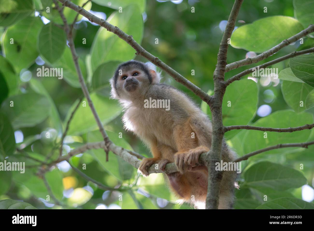 Singe écureuil joueur à Ishigaki Island Okinawa, Japon. Banque D'Images