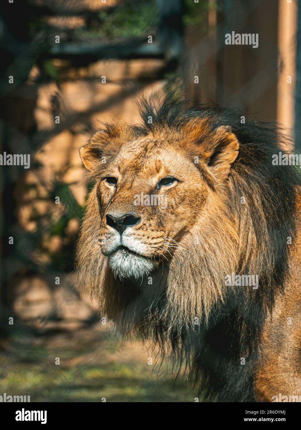 Un lion majestueux se tient seul dans son enclos de zoo. Banque D'Images