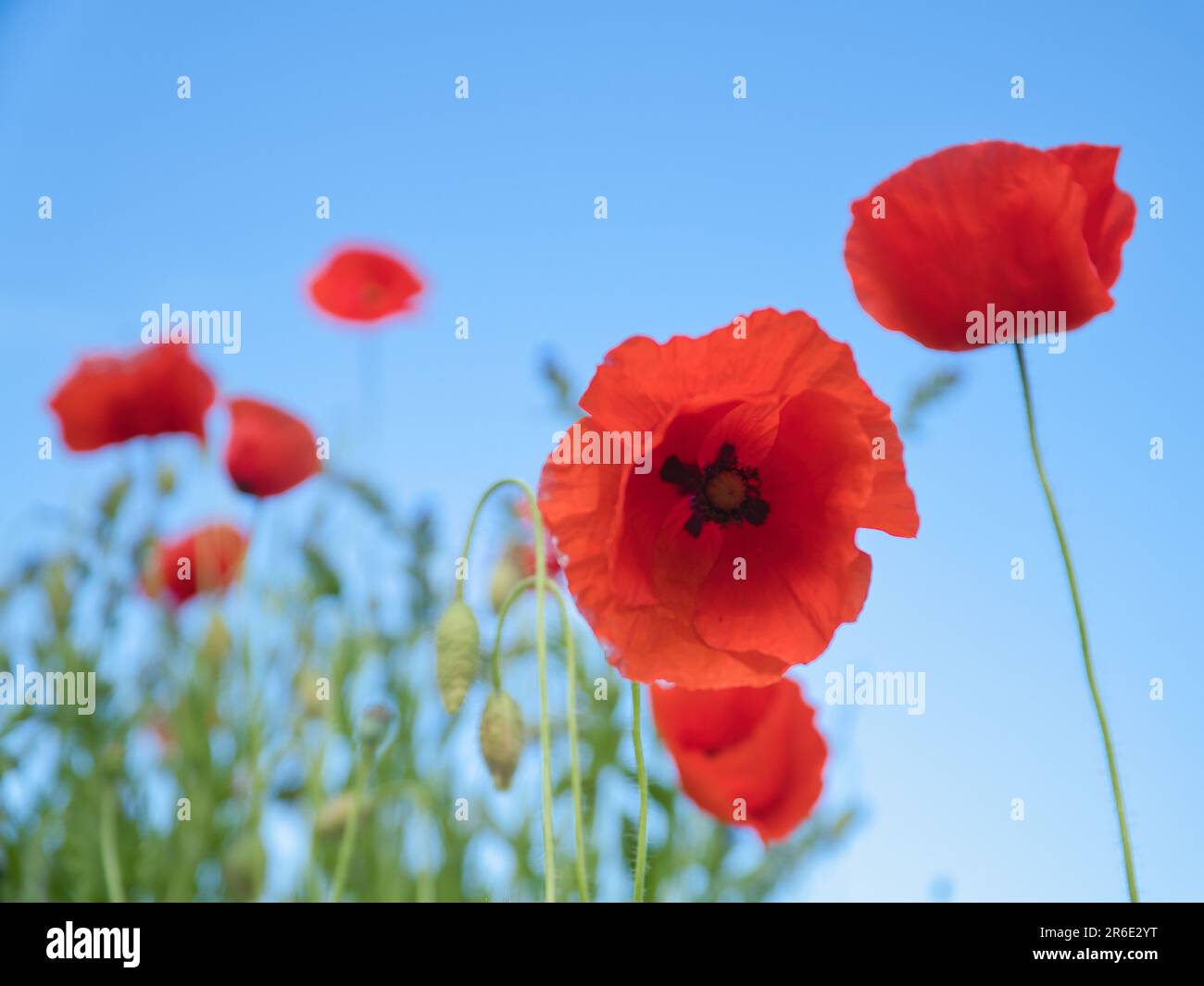 Fleur de pavot dans le champ de maïs. Pétales rouges dans un champ vert. L'agriculture sur le bord de la route. Photo de fleur de la nature Banque D'Images