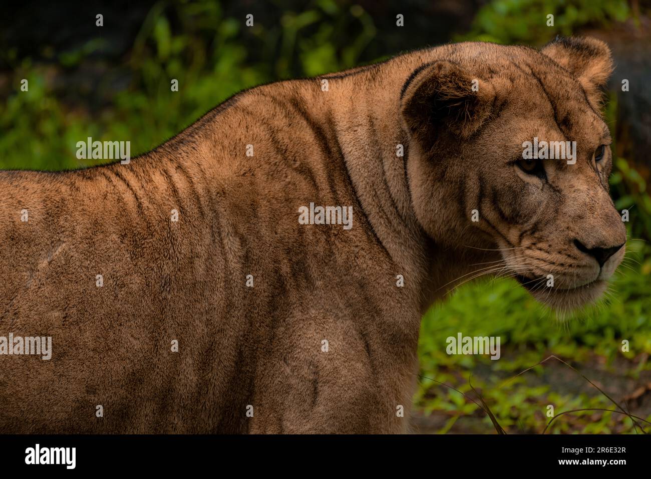 Lion Lioness couché en bas de la statue intense tout près brun African Bush Safari nature faune riche fond vert, fond Banque D'Images