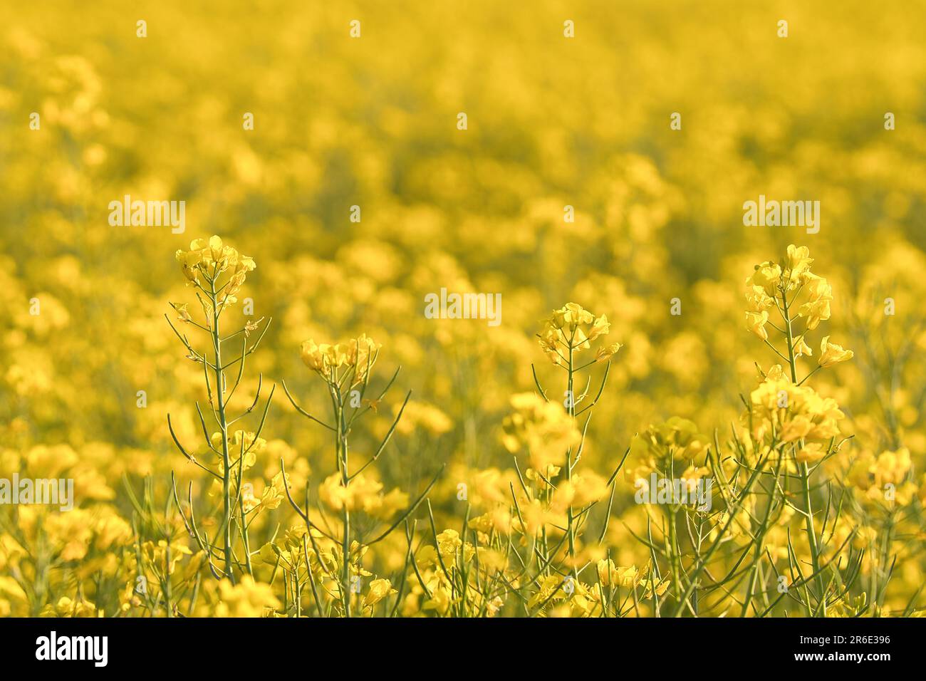 Colza à fleurs jaunes dans le champ de canola. Premier plan mis en surbrillance et arrière-plan flou. Produit pour l'huile comestible et le biocarburant. Nature d'agricult Banque D'Images