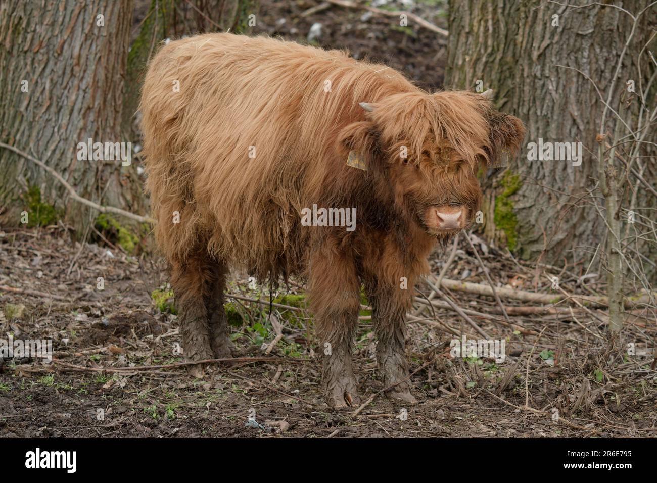 Nuvagiki Nains De Bétail Des Highlands En Résine Marron - Figurine De Vache écossaise En Résine - Tournesols - Veau - Décoration Pour La Maison Et La