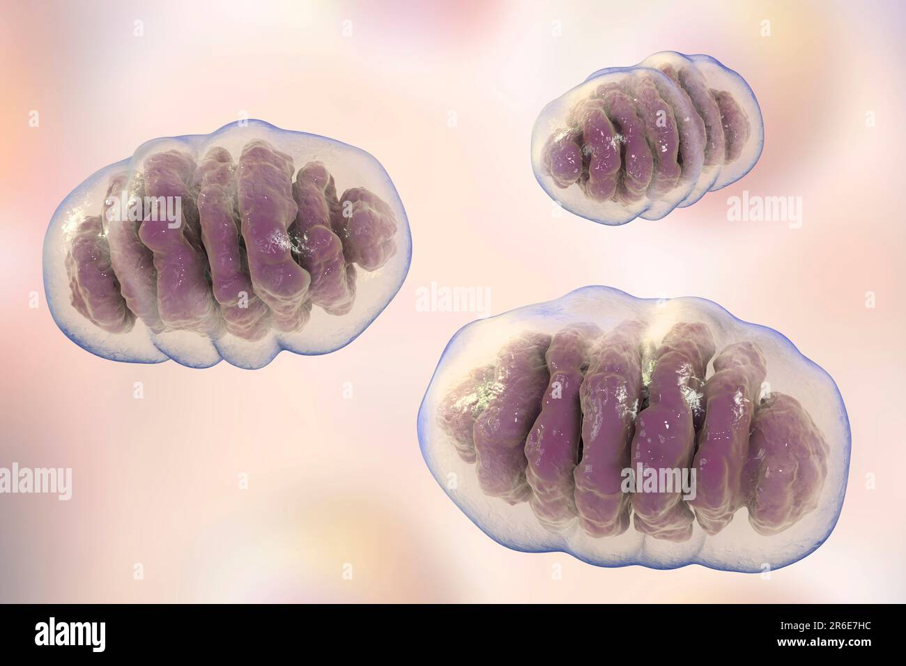 Une seule mitochondrie, illustration informatique. Ces organelles agissent comme des centrales cellulaires car elles produisent de l'adénosine triphosphate (ATP), une source de ch Banque D'Images