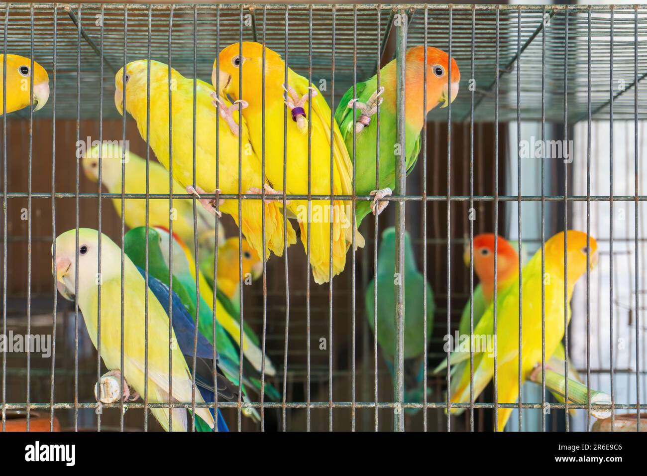 Petits perroquets colorés dans une cage Banque D'Images