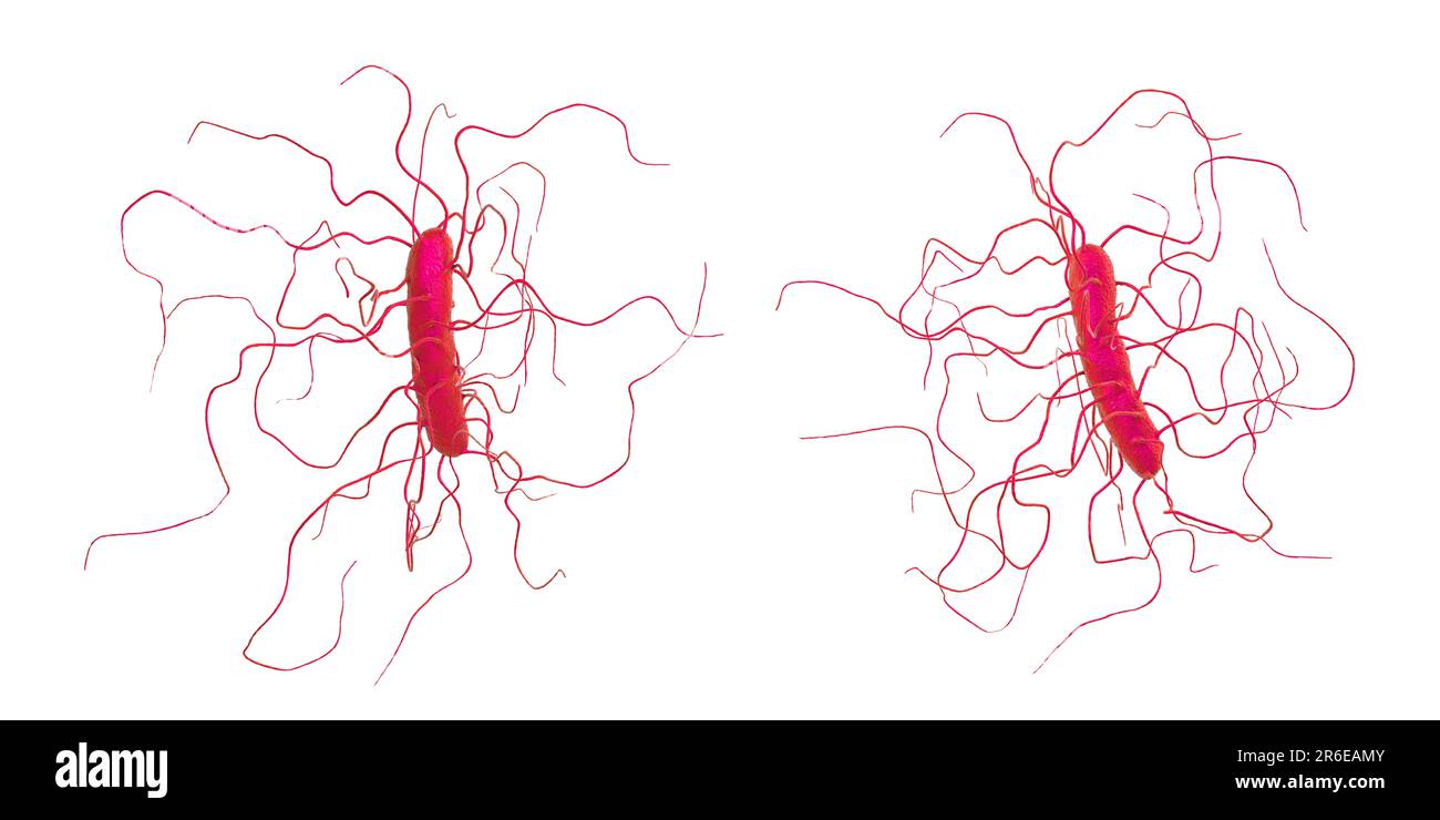 Bactérie Clostridium difficile avec flagelle péritonéale, illustration informatique. C. difficile est Gram positif, anaérobie, forme de spores, en forme de tige Banque D'Images