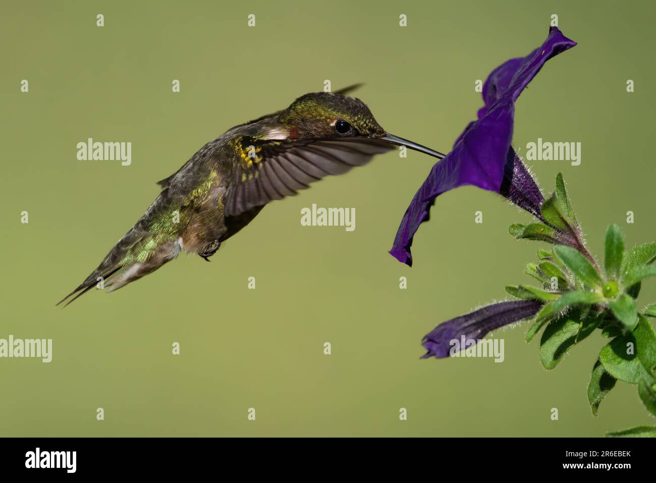 Colibri à gorge rubis (mâle) rassemblant le nectar d'un pétunia Banque D'Images