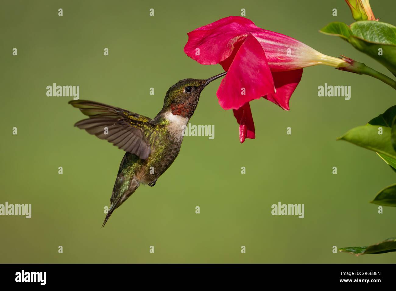 Colibri à gorge rubis (mâle) rassemblant le nectar d'un Mandevilla Banque D'Images