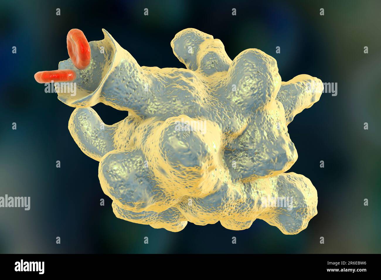 L'amibe parasite (Entamoeba histolytica) provoque une dysenterie amibienne et des ulcères (stade trophozoïte végétatif), illustration informatique. La dysenterie amibienne est Banque D'Images