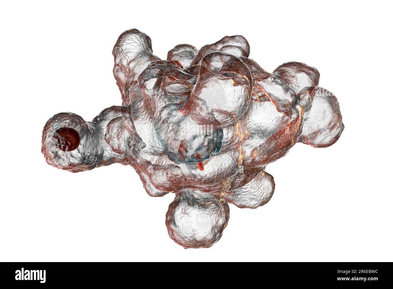 L'amibe parasite (Entamoeba histolytica) provoque une dysenterie amibienne et des ulcères (stade trophozoïte végétatif), illustration informatique. La dysenterie amibienne est Banque D'Images