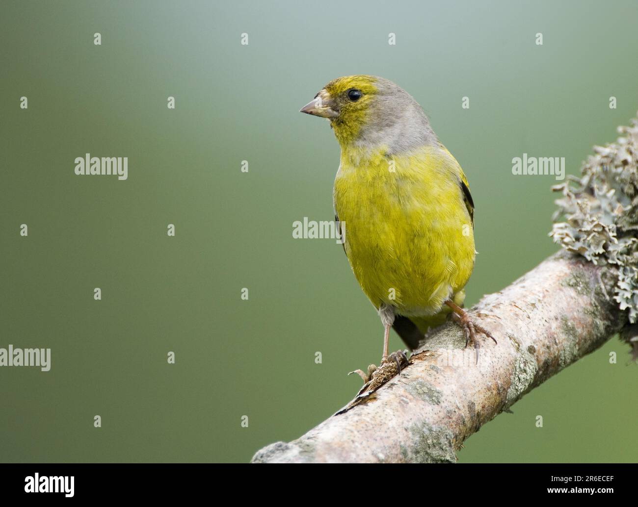 Venturon montagnard (Carduelis citrinella) Banque D'Images