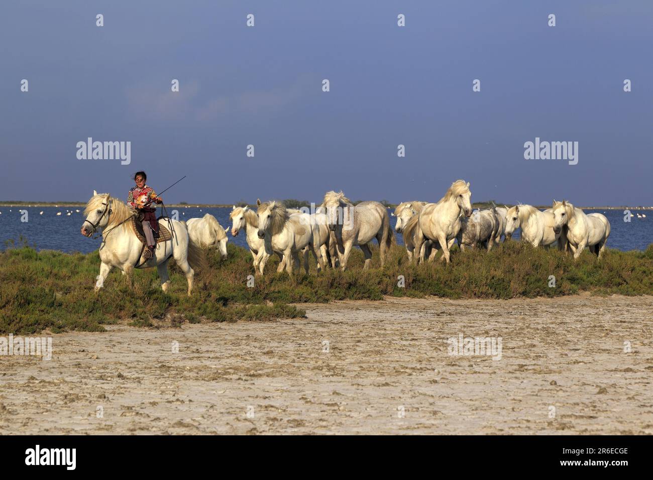Poster Chevaux De Camargue - Format A2 (42x59,4 Cm) - Photo Vincent Recordier - Imprimé En France Sur Papier Brillant - Idéal Décoration Murale