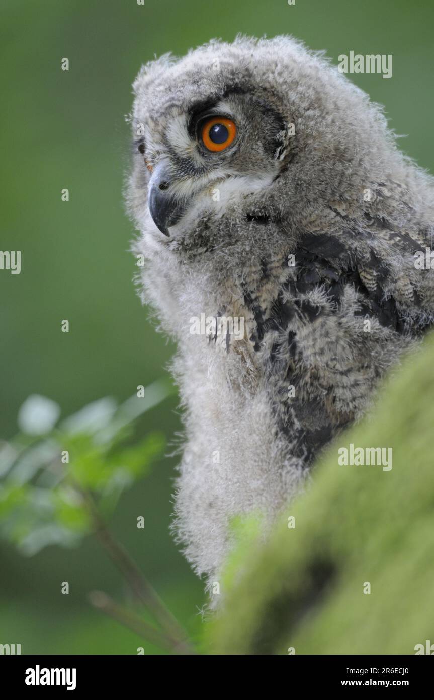 Hibou de l'aigle (Bubo Bubo), naissant Banque D'Images