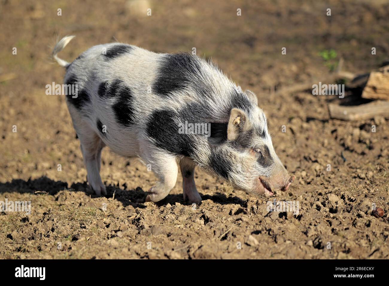 Mini-cochon, cochon, cochon, cochons, cochon nain Banque D'Images