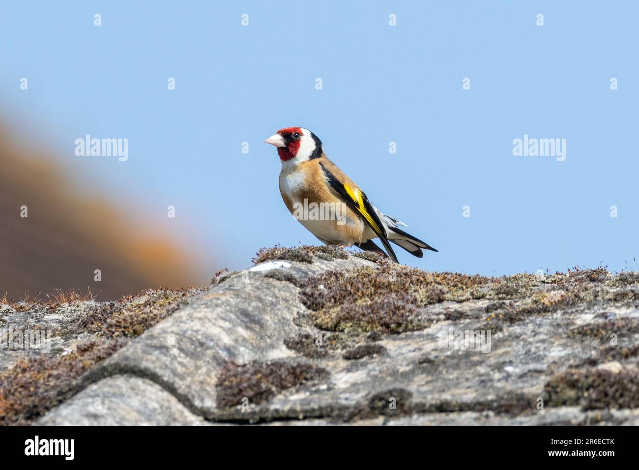 Goldfinch est situé sur un toit à Sussex, au Royaume-Uni Banque D'Images