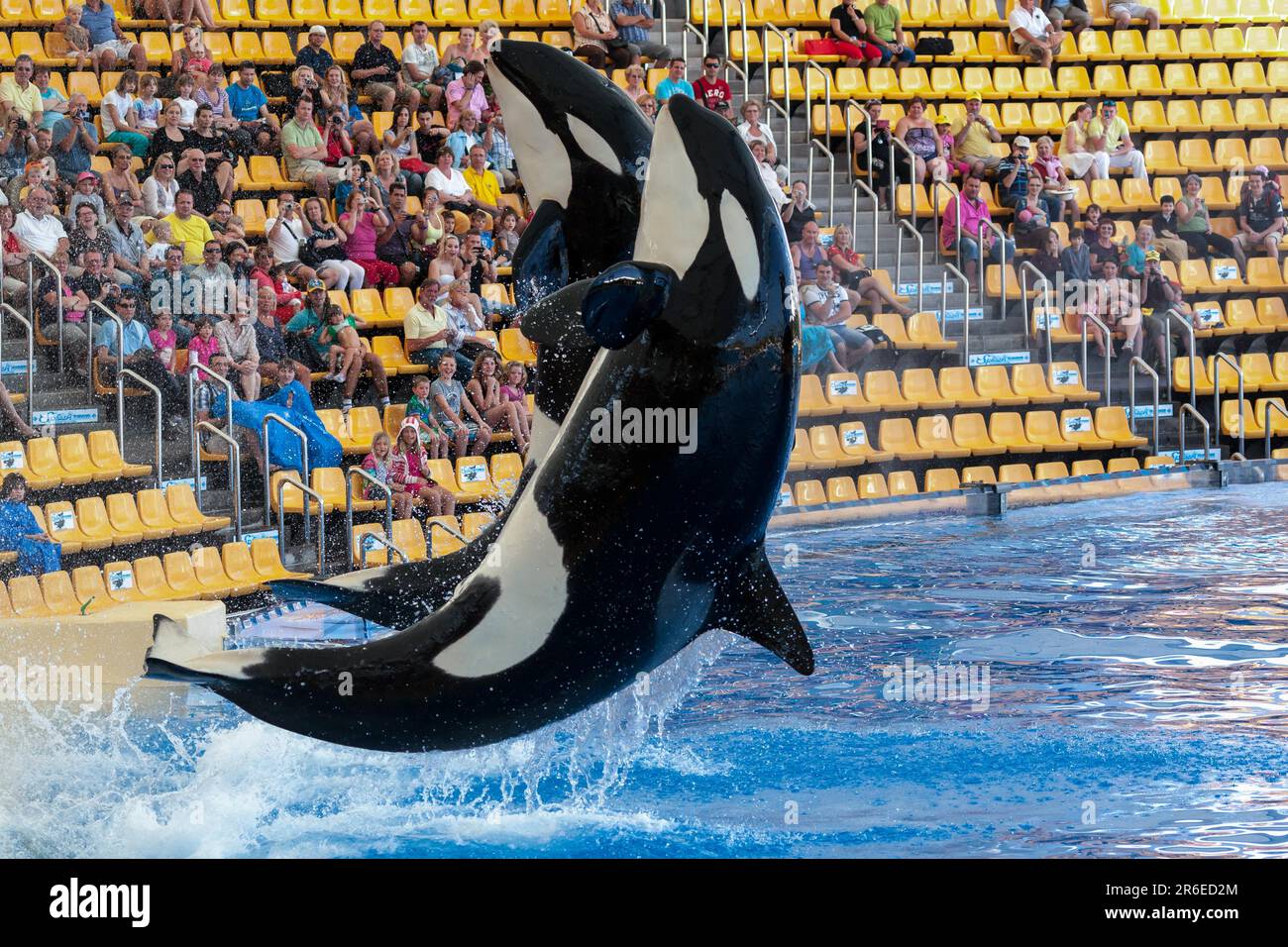 Spectacle de baleines Banque D'Images