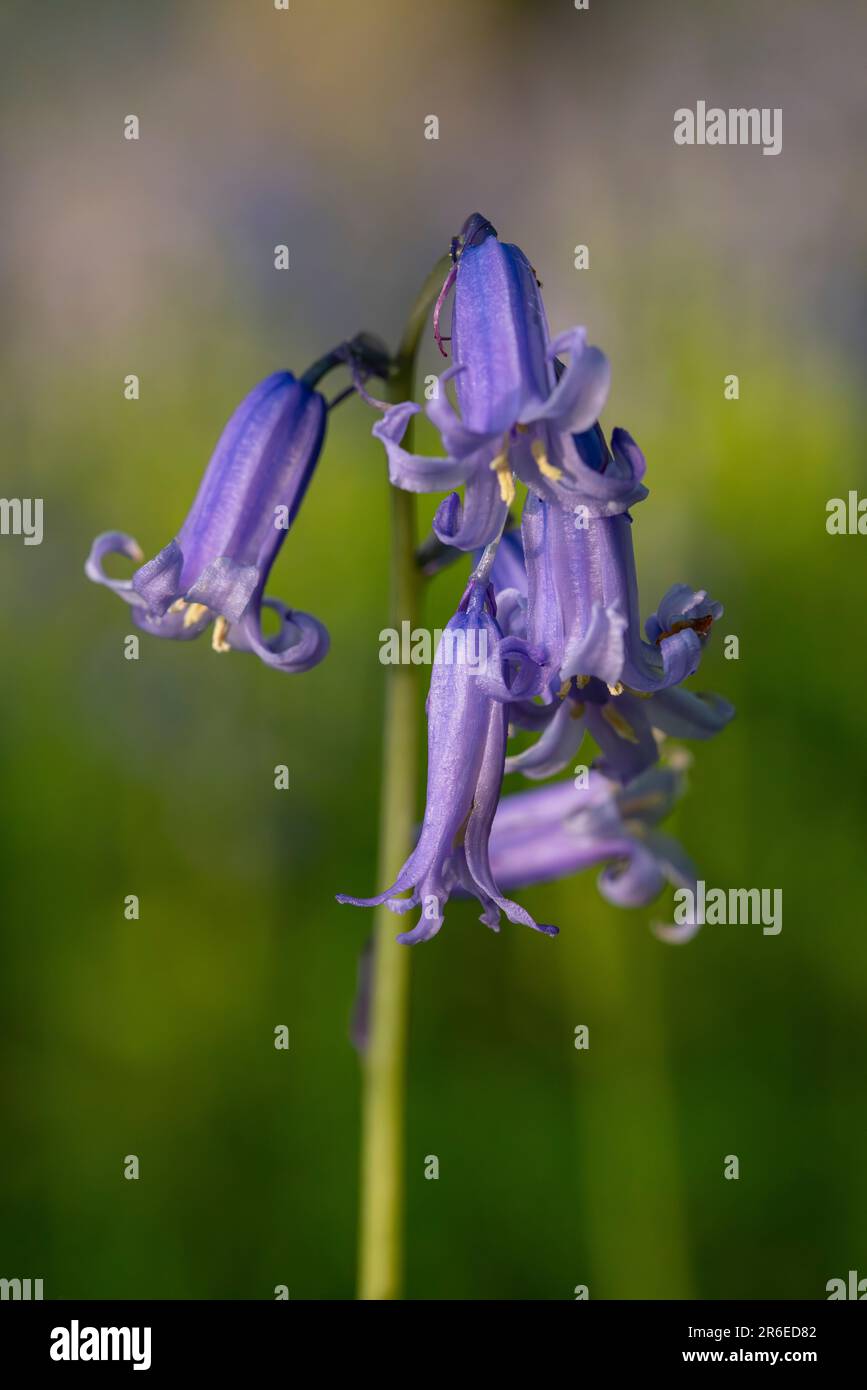Gros plan de la fleur en cloche bleue Banque D'Images