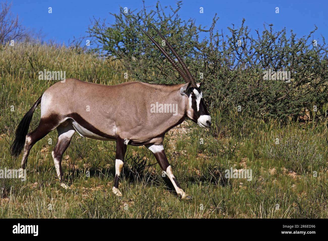 Oryxantilope, parc national transfrontalier de Kgalagadi, S Banque D'Images