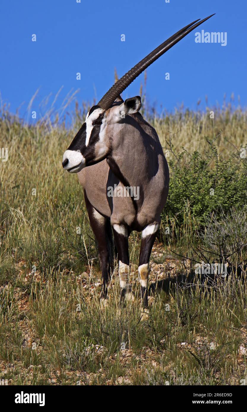 Oryxantilope, parc national transfrontalier de Kgalagadi, S Banque D'Images