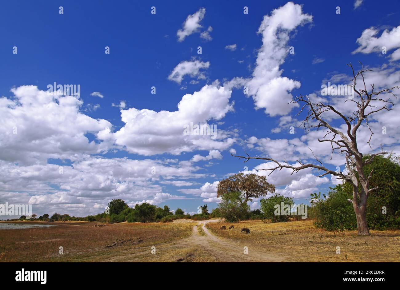 Paysage fluvial au parc national de Chobe, Botswana, paysage au parc national de Chobe, Botswana Banque D'Images