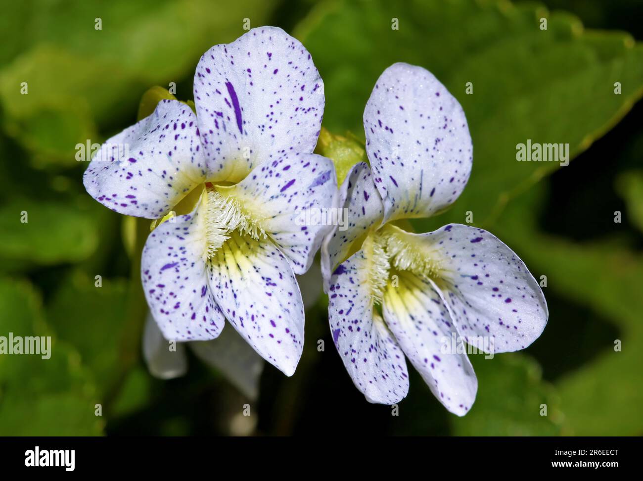 Viola sororia Freckles, violet Whitsun Banque D'Images