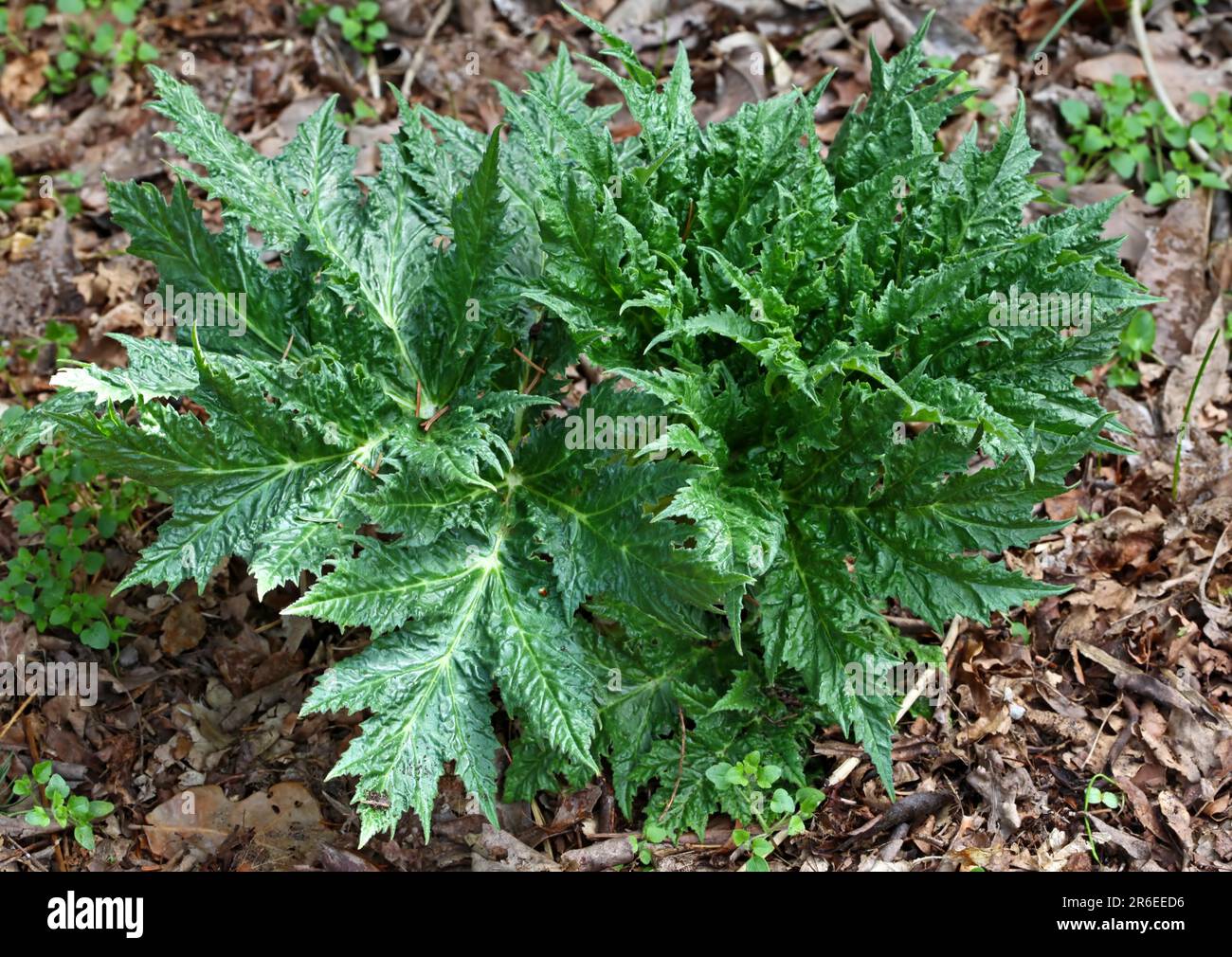 Géant B Banque D'Images