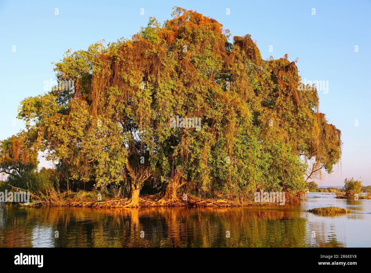 Île aux arbres dans le Zambèze, Zambie, arbres dans le fleuve Zambèze, Zambie Banque D'Images