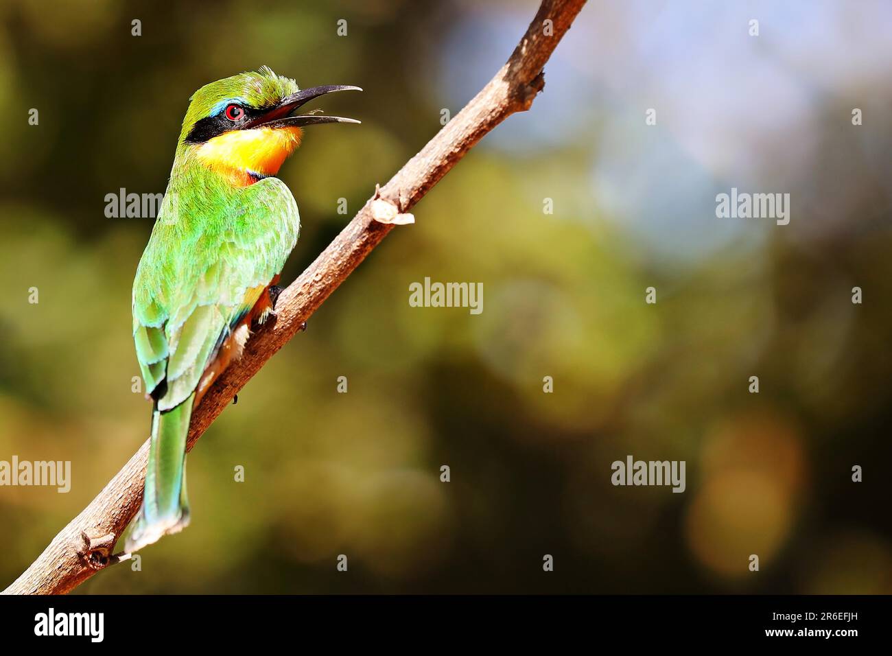 Little Bee-eater (Merops pusillus), Parc national de Luangwa Sud, Zambie Banque D'Images