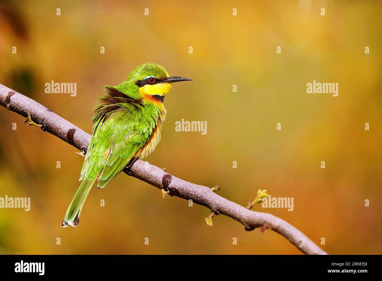 Little Bee-eater (Merops pusillus), parc national de Liwonde, Malawi Banque D'Images
