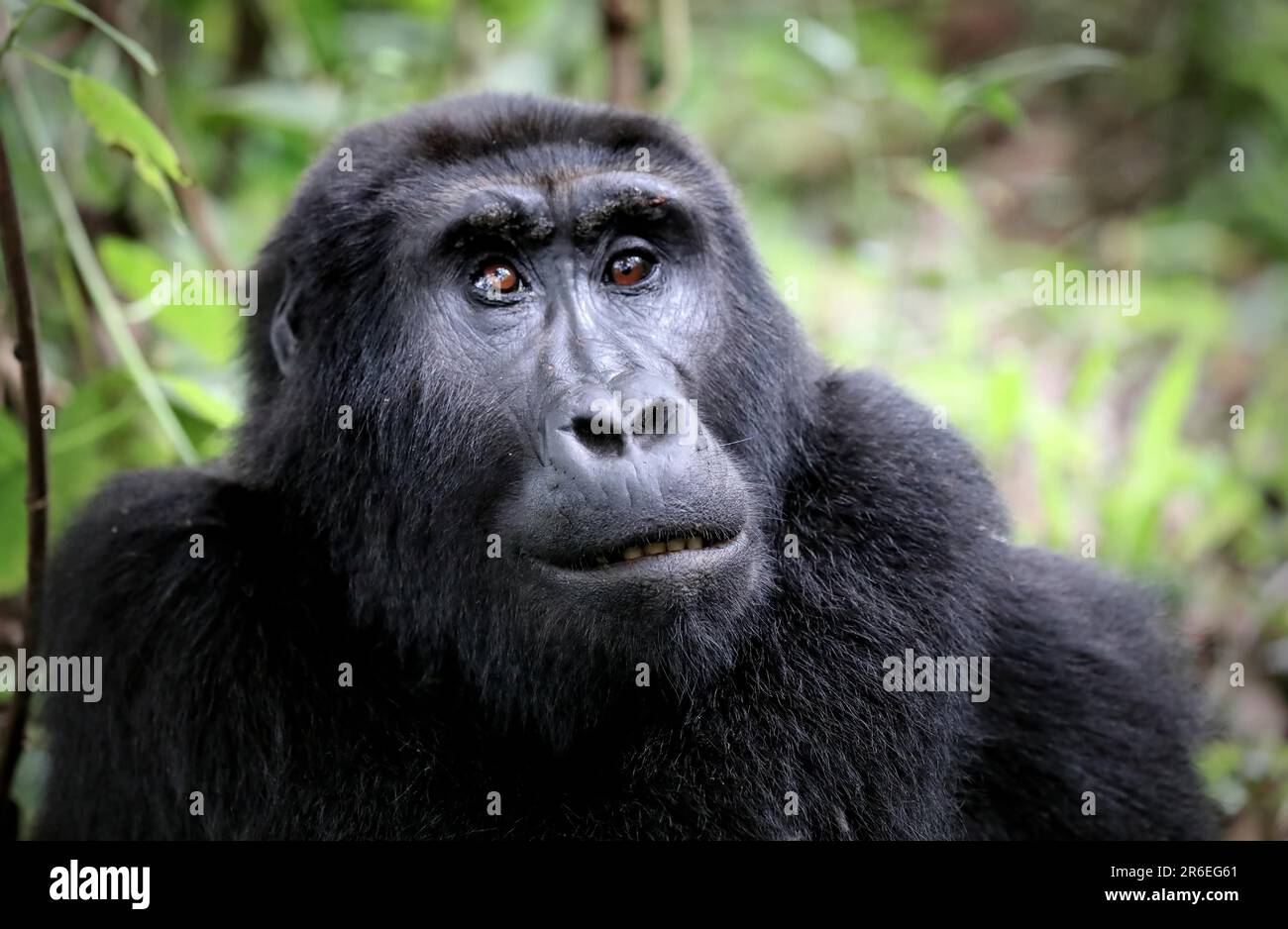 Gorilla de montagne (Gorilla beringei beringei) au parc national de Bwindi impénétrable en Ouganda Banque D'Images