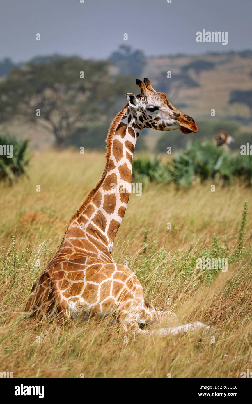 Assis girafe ougandaise (Giraffa camelopardalis rothschildi), parc national de Murchison Falls Ouganda Banque D'Images