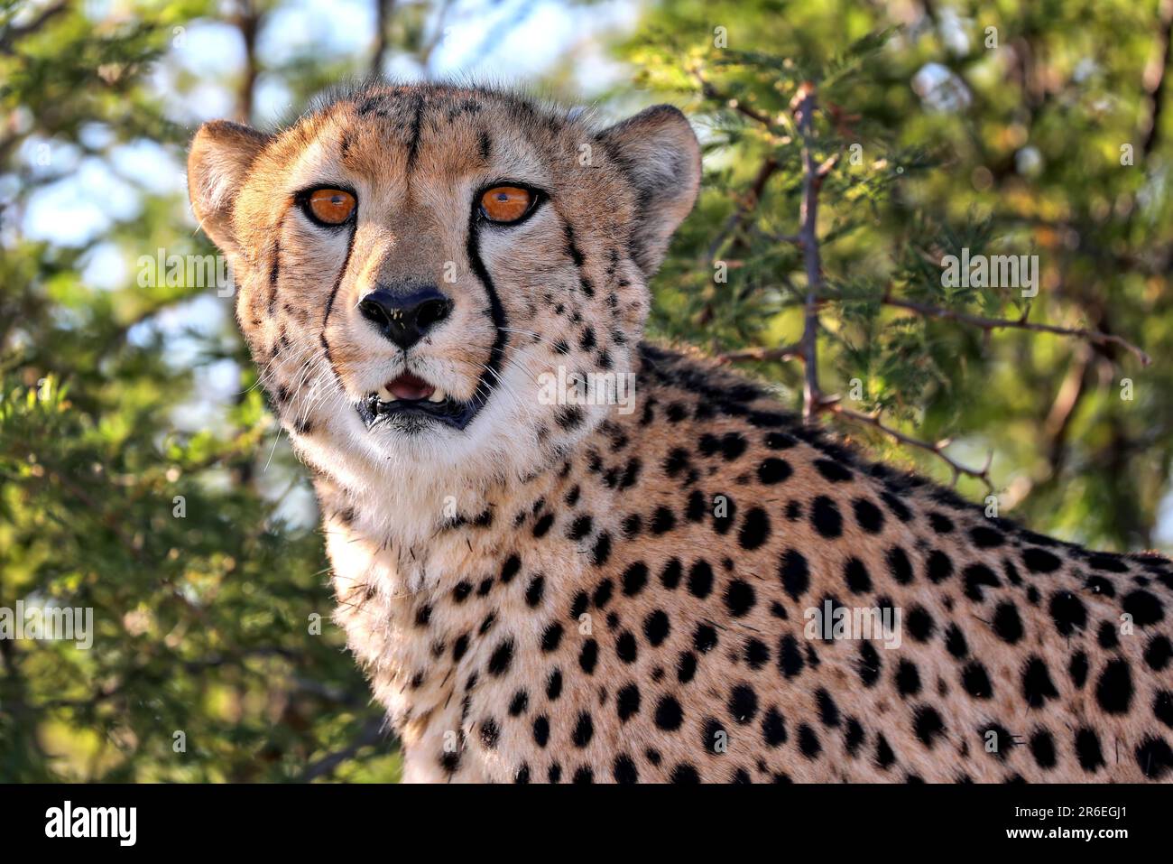 Cheetah (Acinonyx jubatus) au parc national d'Etosha, Namibie, Cheetah au parc national d'Etosha, Namibie Banque D'Images