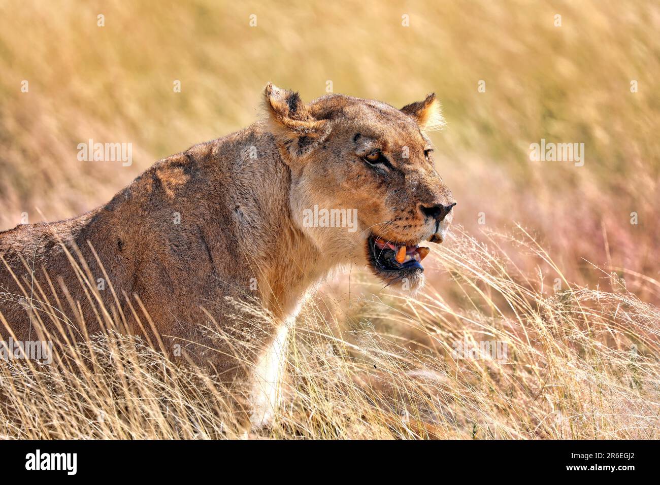 Lioness (Panthera leo) Parc national d'Etosha, Namibie Banque D'Images